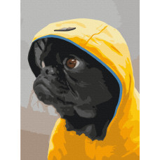 Мопс у капюшоні