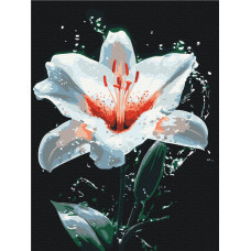 Сяйво лілії