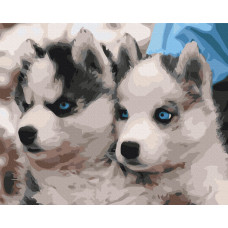 Цуценята хаскі