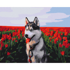 Хаскі в тюльпановому полі