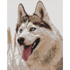 Сіроманець