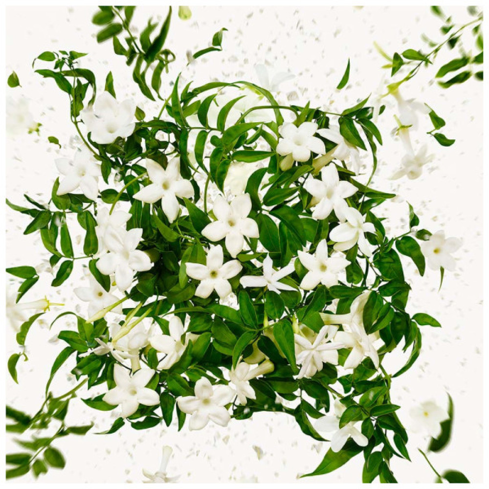 Парфумована вода Gucci Flora Gorgeous Jasmine 50 мл (3616302968534)