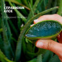 Шампунь Herbal Essences Зволоження Алое 350 мл (8700216211048) Шампунь Herbal Essences Зволоження Алое 350 мл (8700216211048)