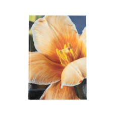 Канцелярська книга Axent Flora А4 у твердій обкладинці 192 аркуші клітинка, жовта (8423-27-A)