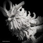 Фотополімерна смола ELEGOO Resin, Water Washable 8K, 1кг, white smoky (50.103.0140) Фотополімерна смола ELEGOO Resin, Water Washable 8K, 1кг, white smoky (50.103.0140)