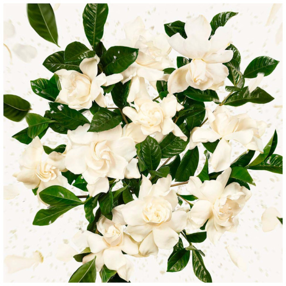 Парфумована вода Gucci Flora Gorgeous Gardenia 50 мл (3616302022489)