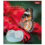 Зошит 1 вересня А5 1В Butterfly 36 аркушів клітинка (767323) Зошит 1 вересня А5 1В Butterfly 36 аркушів клітинка (767323)